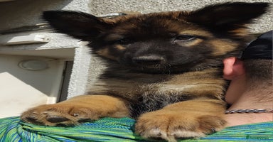 German Shepherd dogs - Advert 3