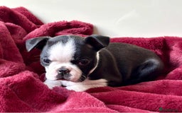 Boston Terrier dogs for sale: Boston Terrier pups for sale Scotland - Image 4