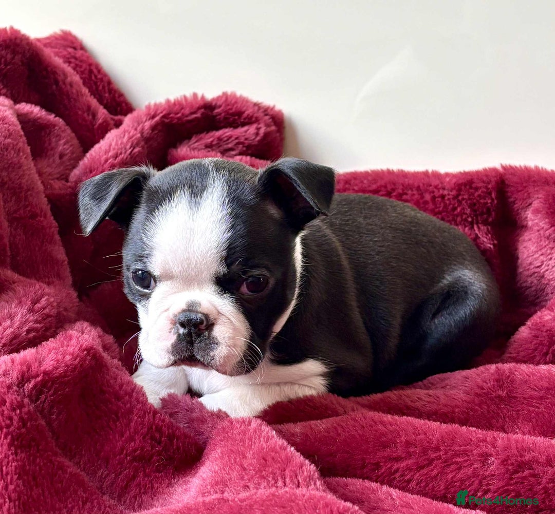 Boston Terrier dogs for sale: Boston Terrier pups for sale Scotland - Image 4