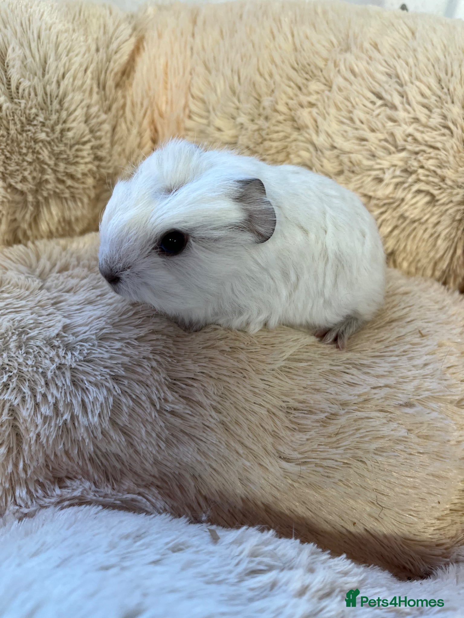 Guinea Pig rodents Swiss and cali boars guinea pigs for sale - Advert 1