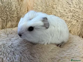 Guinea Pig rodents Swiss and cali boars guinea pigs for sale - Advert 13