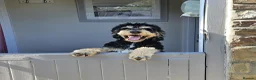 Bernedoodle dogs for sale: Bernedoodle  in Dorchester - Advert 4