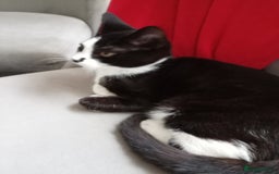 Mixed Breed cats for sale: Tuxedo kitten - Image 1