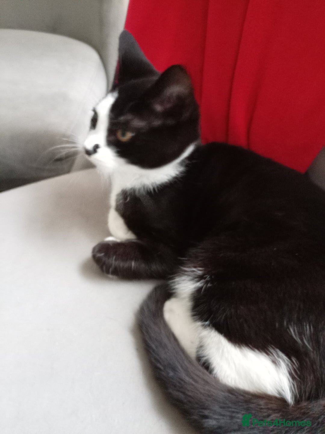Mixed Breed cats for sale: Tuxedo kitten - Image 1