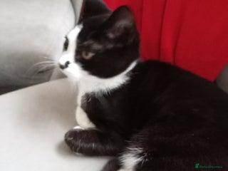 Mixed Breed cats - Advert 35