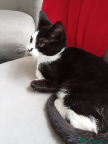 Mixed Breed cats - Advert 1