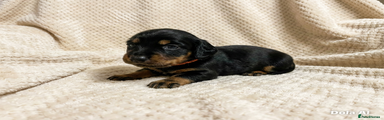 Miniature Dachshund Puppy 2