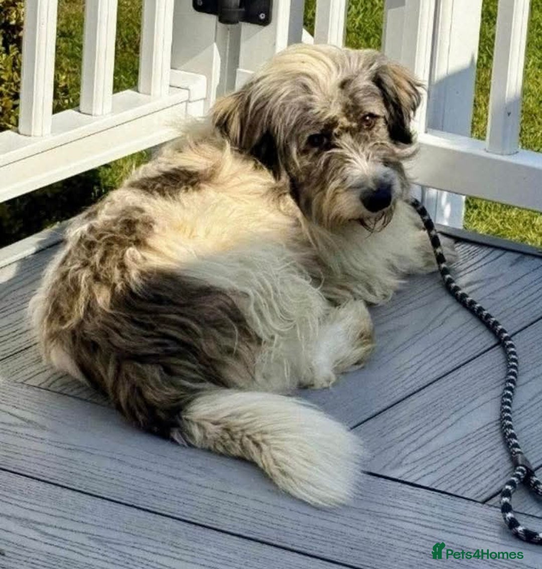 Mixed Breed dogs for adoption: Meet Fritz, currently residing in Kent - Image 2