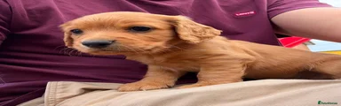 Cocker Spaniel 1