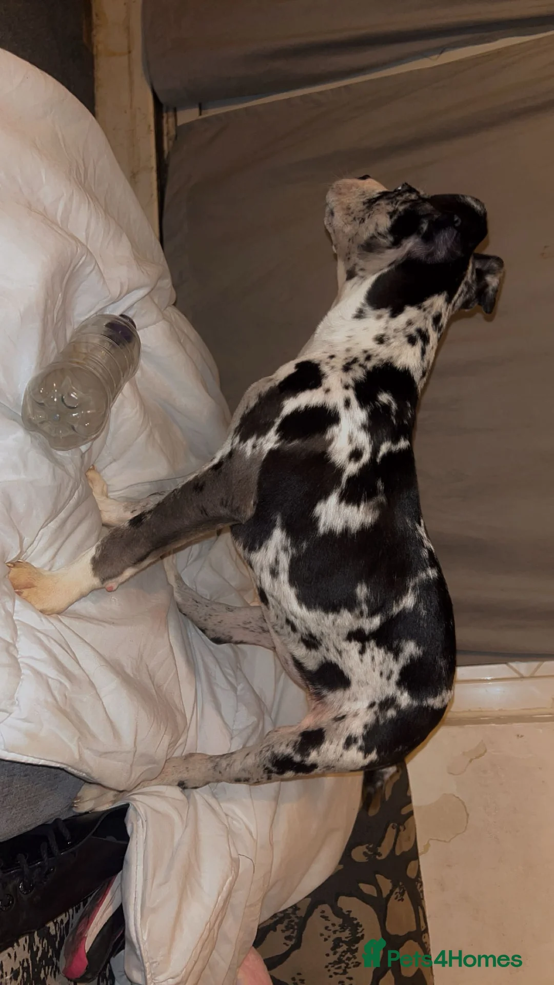 Staffordshire Bull Terrier dogs for sale: Female Staffy for sale £0-200.  - Advert 3