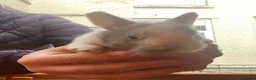 Mixed Breed rabbits for sale: Baby bunnies in Aberdare - Advert 2