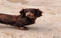 Miniature Dachshund dogs for sale: Miniture long haired daschund pups  - Image 5