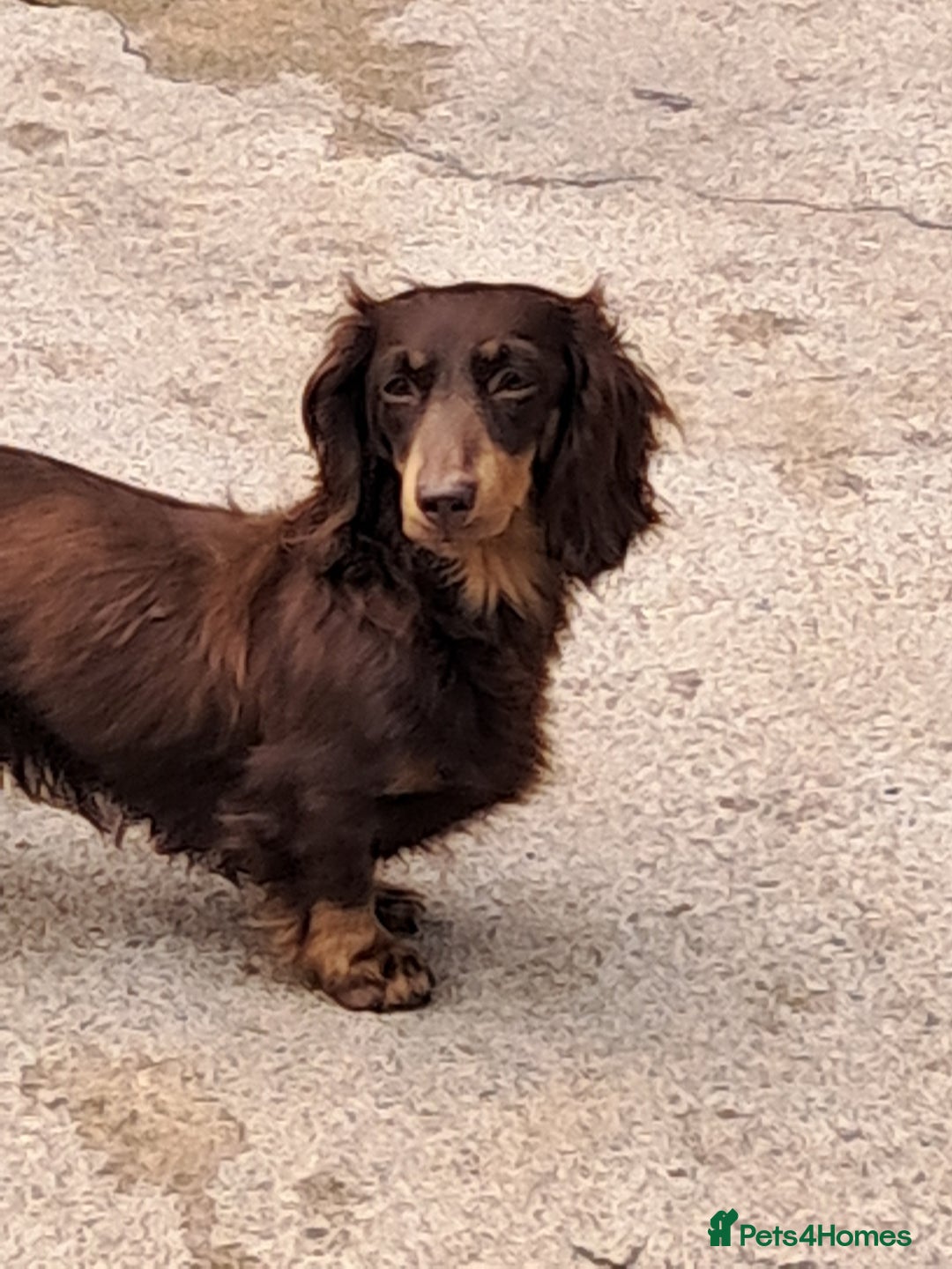 Miniature Dachshund dogs for sale: Miniture long haired daschund pups  - Image 5