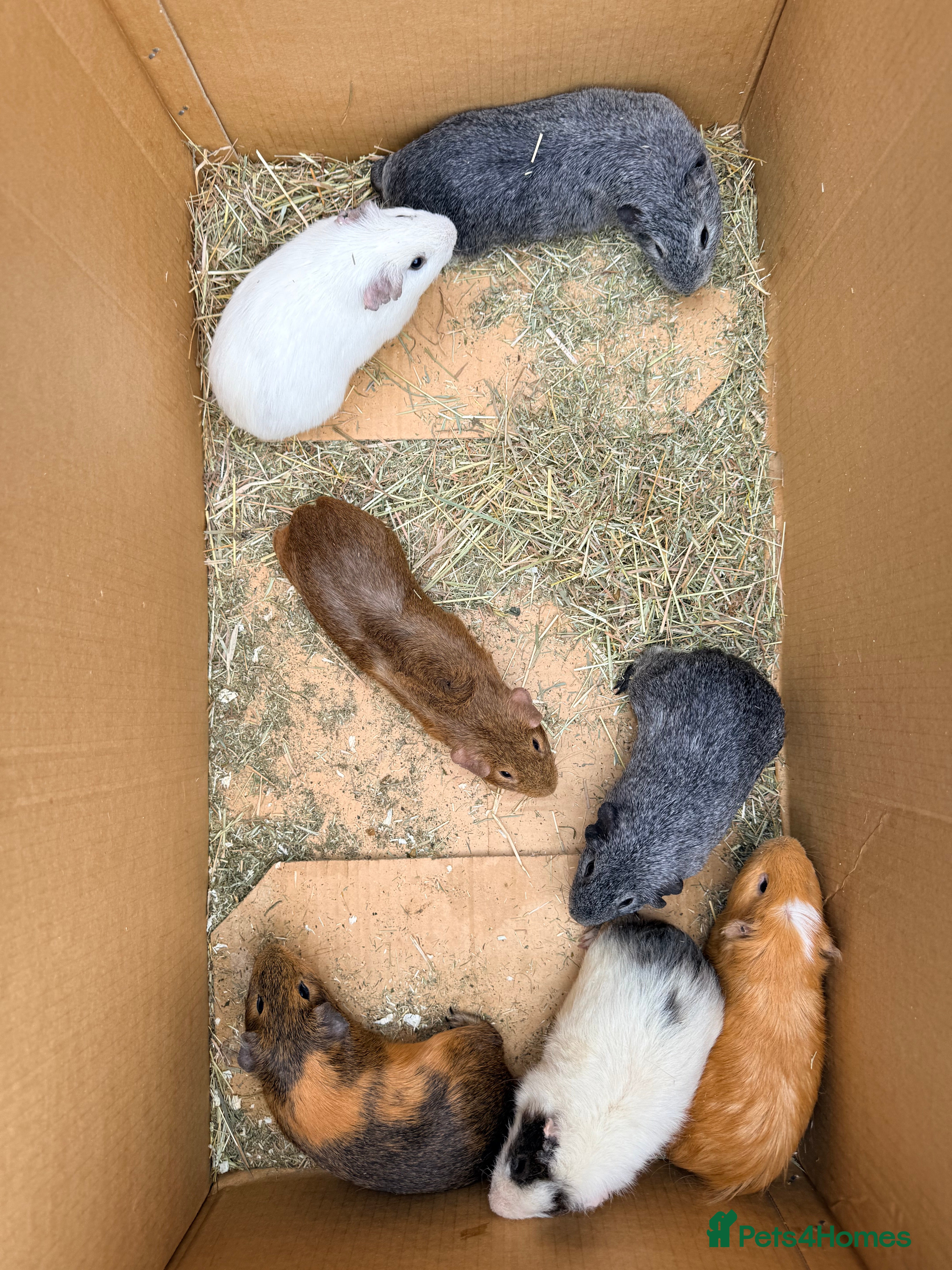 Guinea Pig rodents Boar guinea pigs  - Advert 10