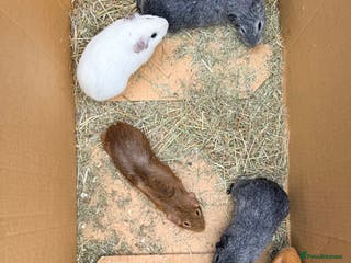 Guinea Pig rodents Boar guinea pigs - Advert 14