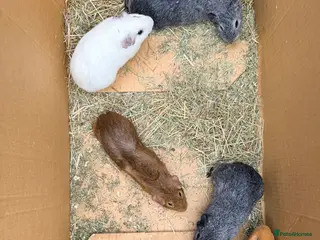 Guinea Pig rodents Boar guinea pigs - Advert 19
