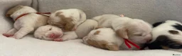 Beagle dogs for sale: Health Tested & Kennel Club Registered Beagle Pups - Advert 7