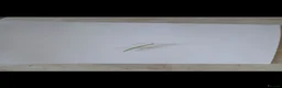 Stick Insects invertebrates for sale: Indian stick insects for sale  - Advert 4