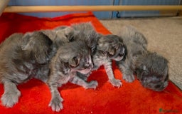 Maine Coon cats for sale: Tica maine coon kitten  - Advert 8