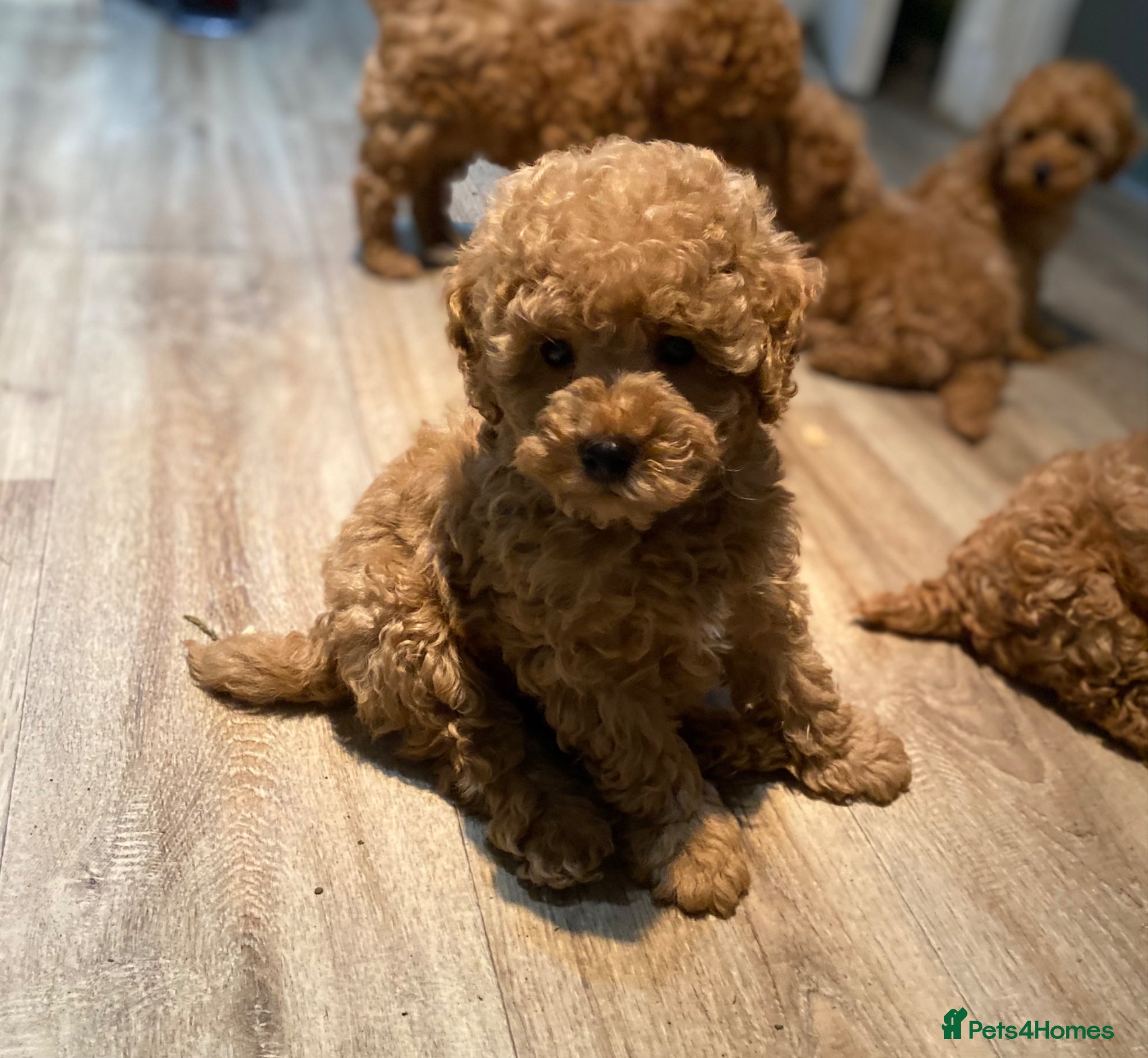 Toy Poodle dogs KC Toy Poodles Ready Now - Advert 2