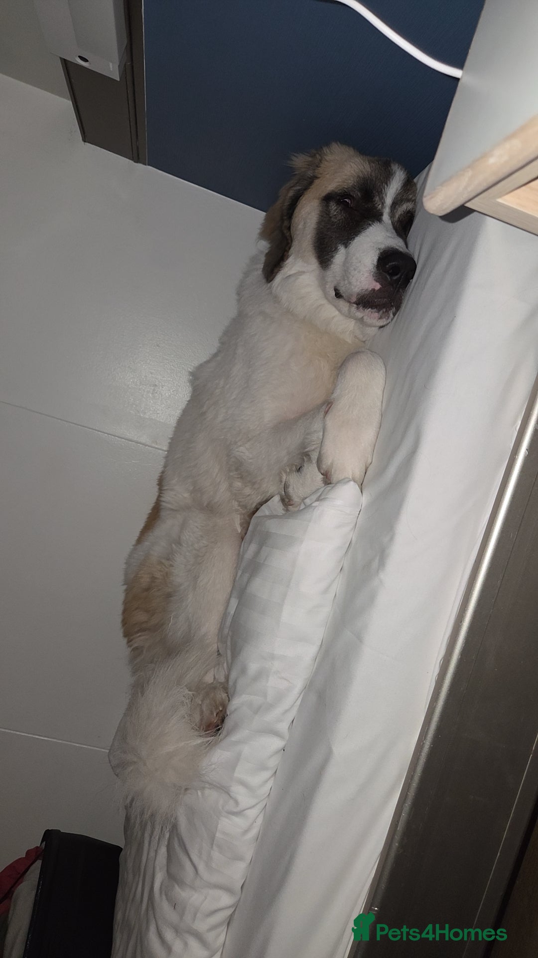 Saint Bernard dogs for sale: Puppy for rehoming - Image 3