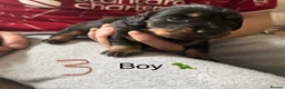 Miniature Dachshund dogs for sale: 7 stunning miniature dachshunds (sausage dog) in Warrington - Advert 5