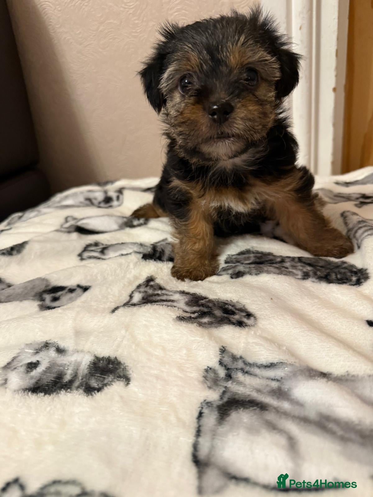 Shih Tzu dogs Beautiful Puppies  - Advert 1