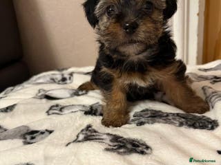 Shih Tzu dogs Beautiful Puppies - Advert 1