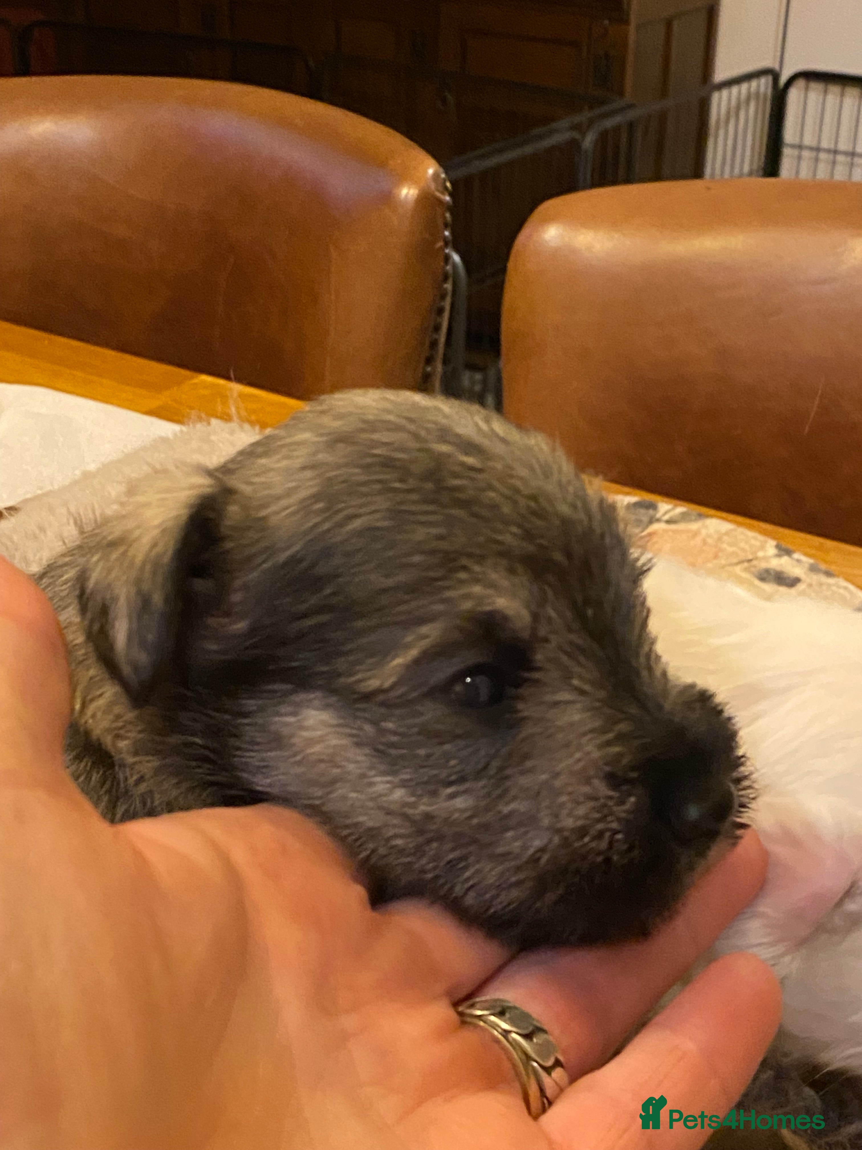 Miniature Schnauzer dogs 5*KC MINIATURE SCHNAUZER PUPPIES  - Advert 1