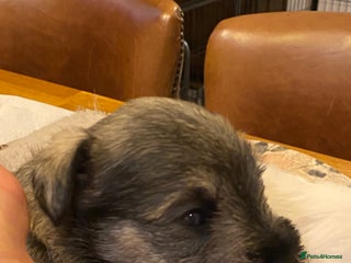 Miniature Schnauzer dogs 5*KC MINIATURE SCHNAUZER PUPPIES - Advert 13