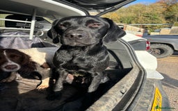 Labrador Retriever dogs for stud: Fully health tested working black Labrador stud  - Image 4