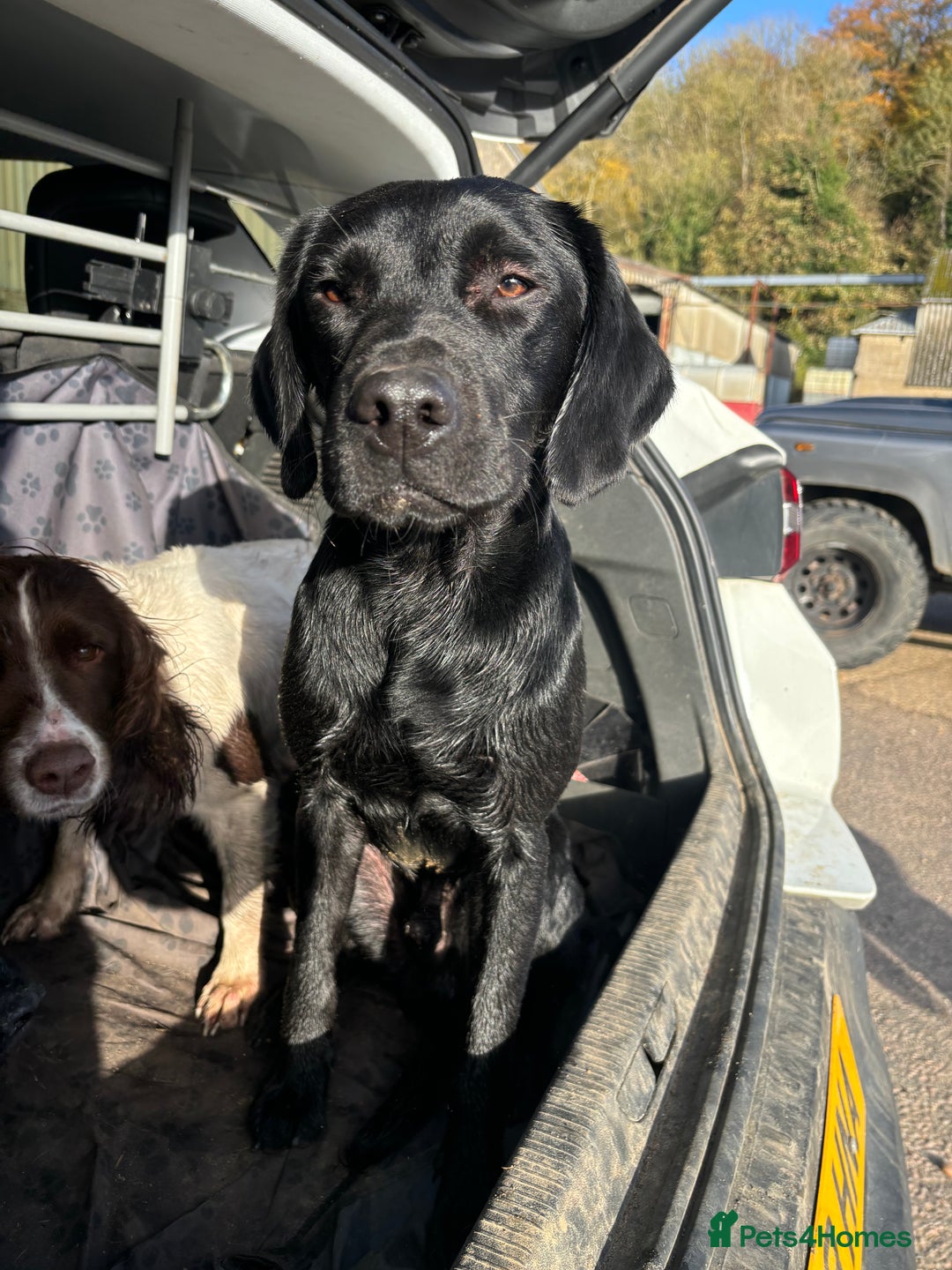 Labrador Retriever dogs for stud: Fully health tested working black Labrador stud  - Image 4