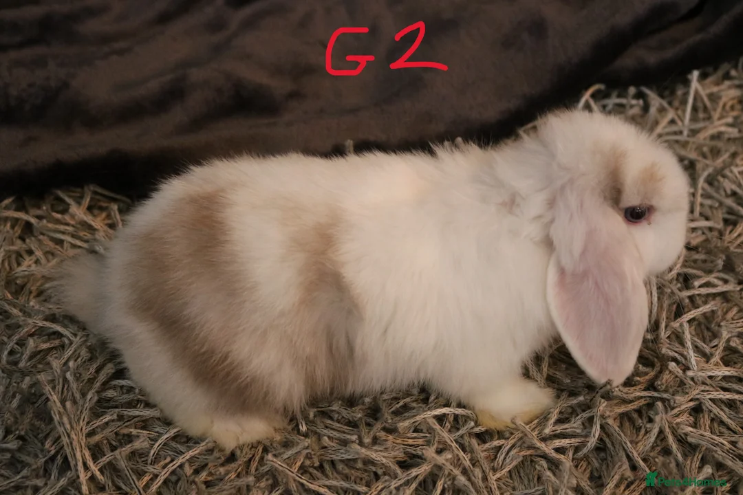 Mini Lop rabbits for sale: Mini Lop babies - 1 Doe left G2 - Advert 6