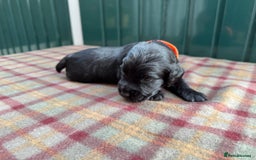 Cocker Spaniel dogs for sale: Working cocker spaniel puppies - Image 17