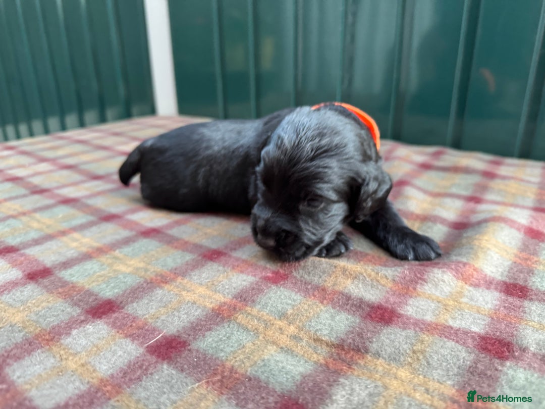 Cocker Spaniel dogs for sale: Working cocker spaniel puppies - Image 17