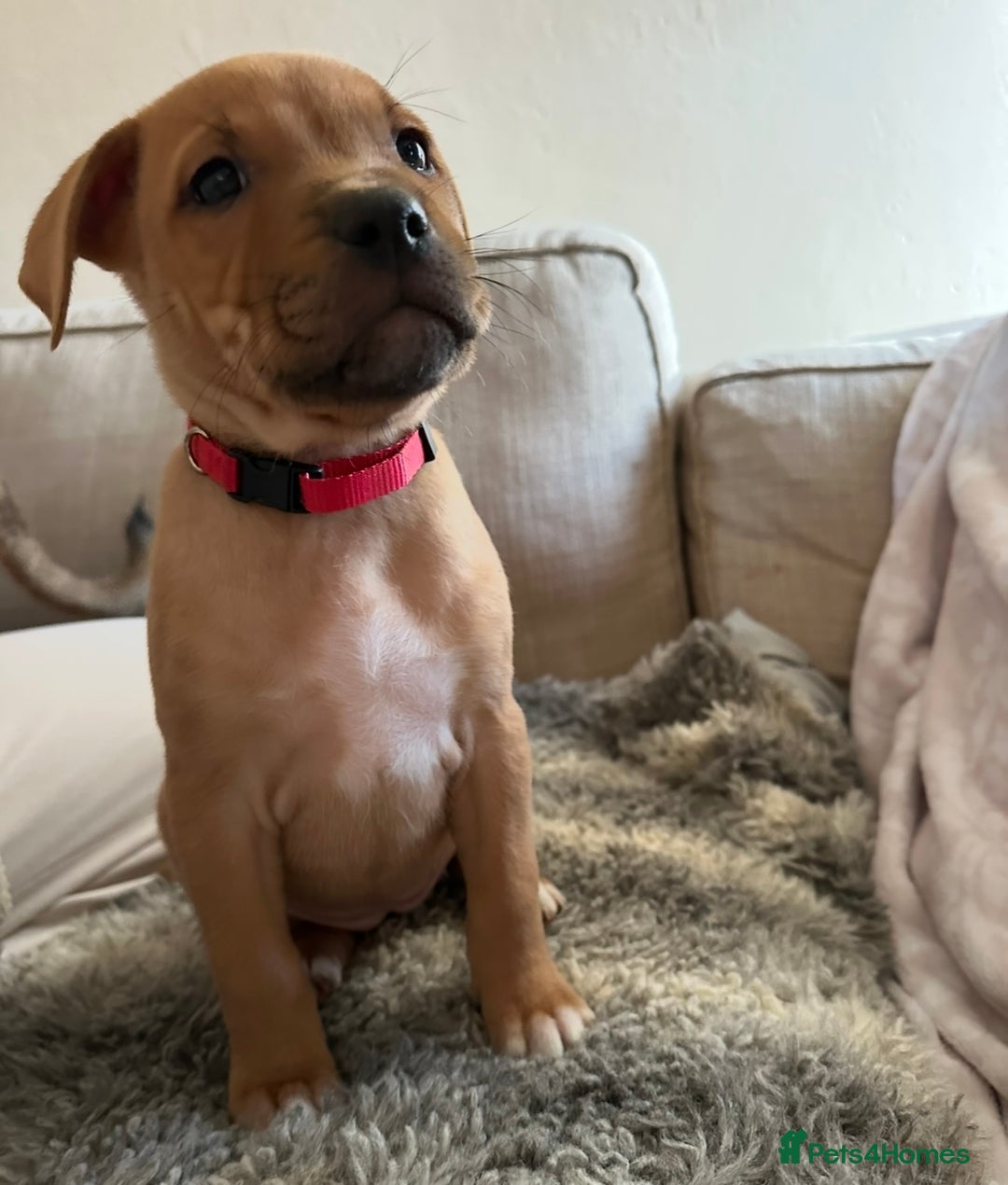 Mixed Breed dogs for sale: Staffie cross puppies  - Image 13