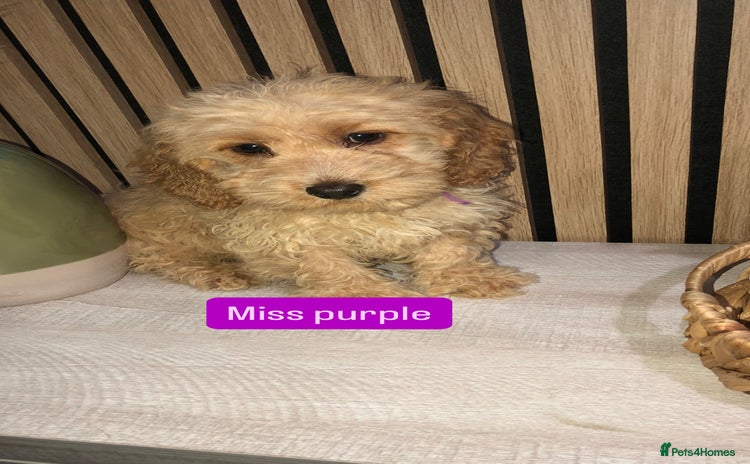 Cockapoo dogs - Advert 11