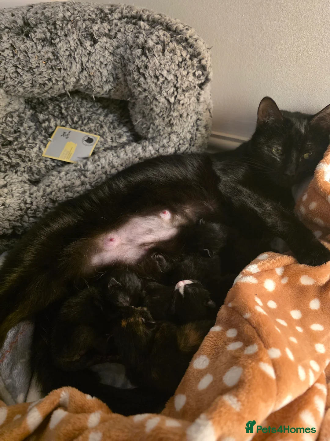 Ragdoll cats for sale: Ragdoll Kittens New litter in Pevensey - Advert 5