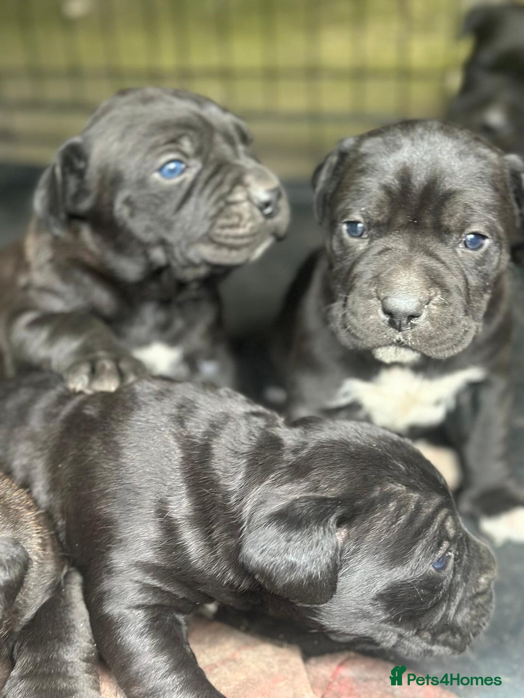 Cane Corso dogs for sale:  CANE CORSO Family Guardians  Loyal friends - Advert 6
