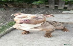 American Bulldog dogs for sale: American bulldog - Image 21