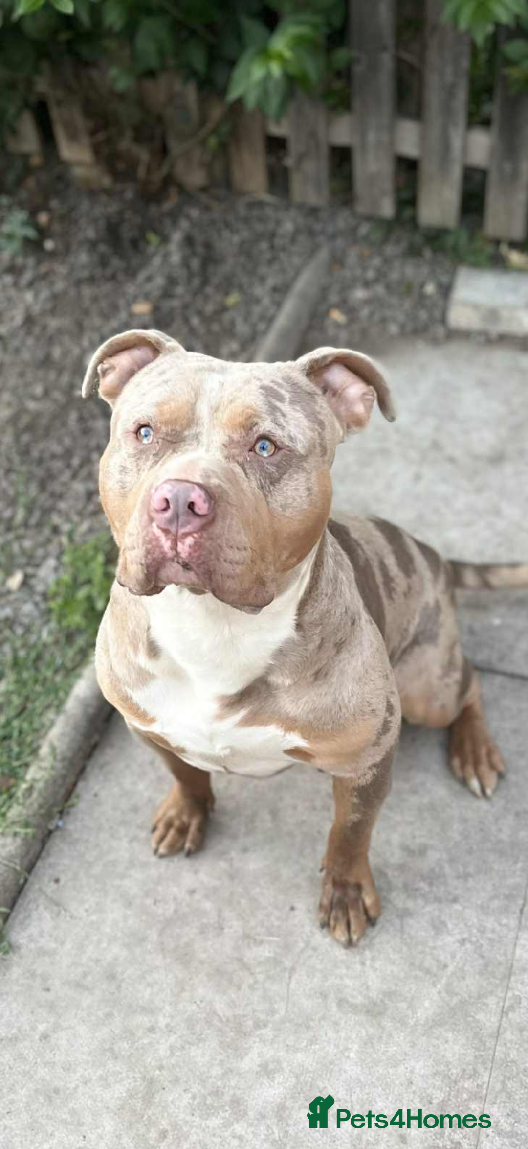 American Bulldog dogs for sale: American bulldog - Image 21