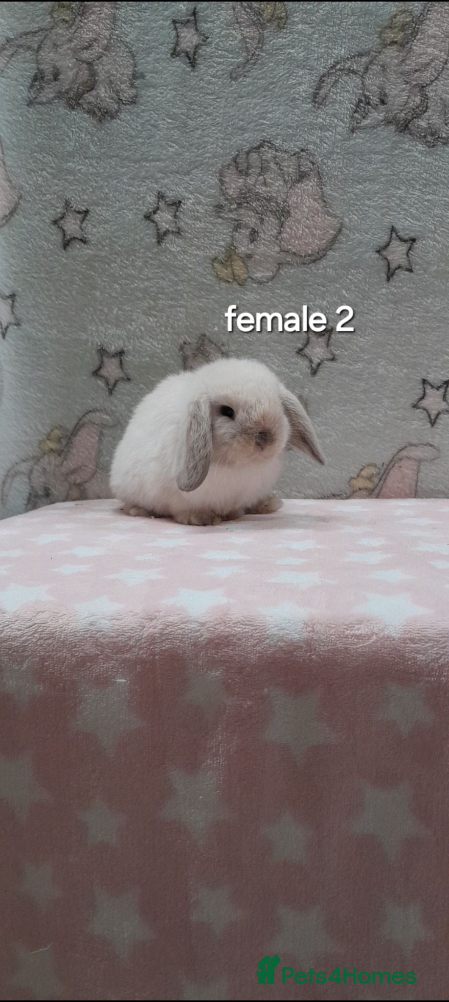 Mini Lop rabbits Beautiful purebred mini lops  - Advert 1
