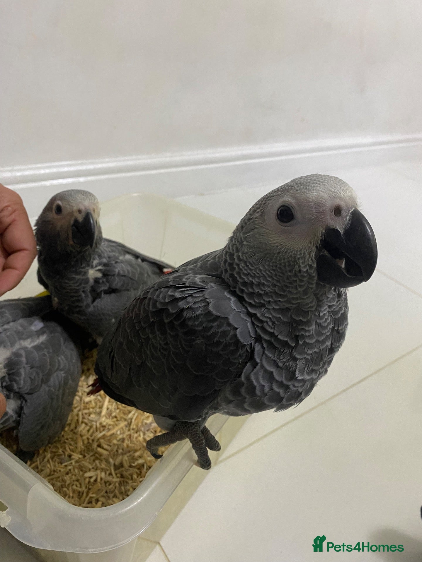 Parrots birds Super tame- cuddly African grey babies - Advert 21