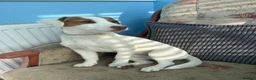 Jack Russell dogs for sale: Bruno - Advert 2