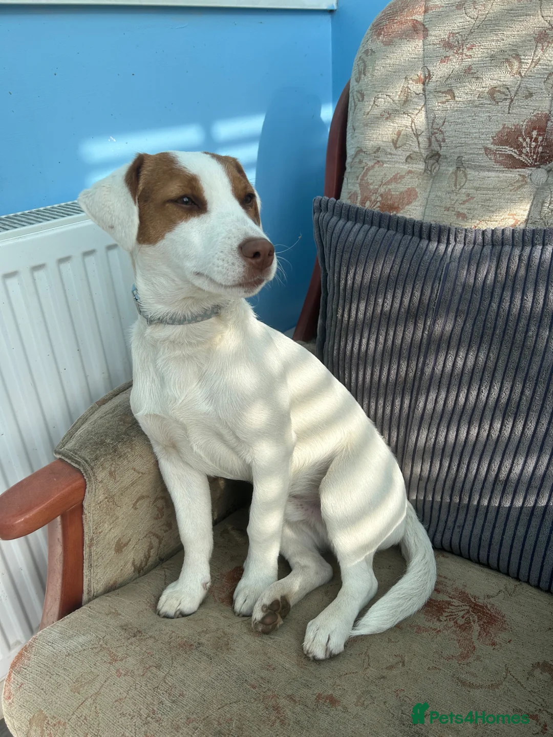 Jack Russell dogs for sale: Bruno - Advert 2