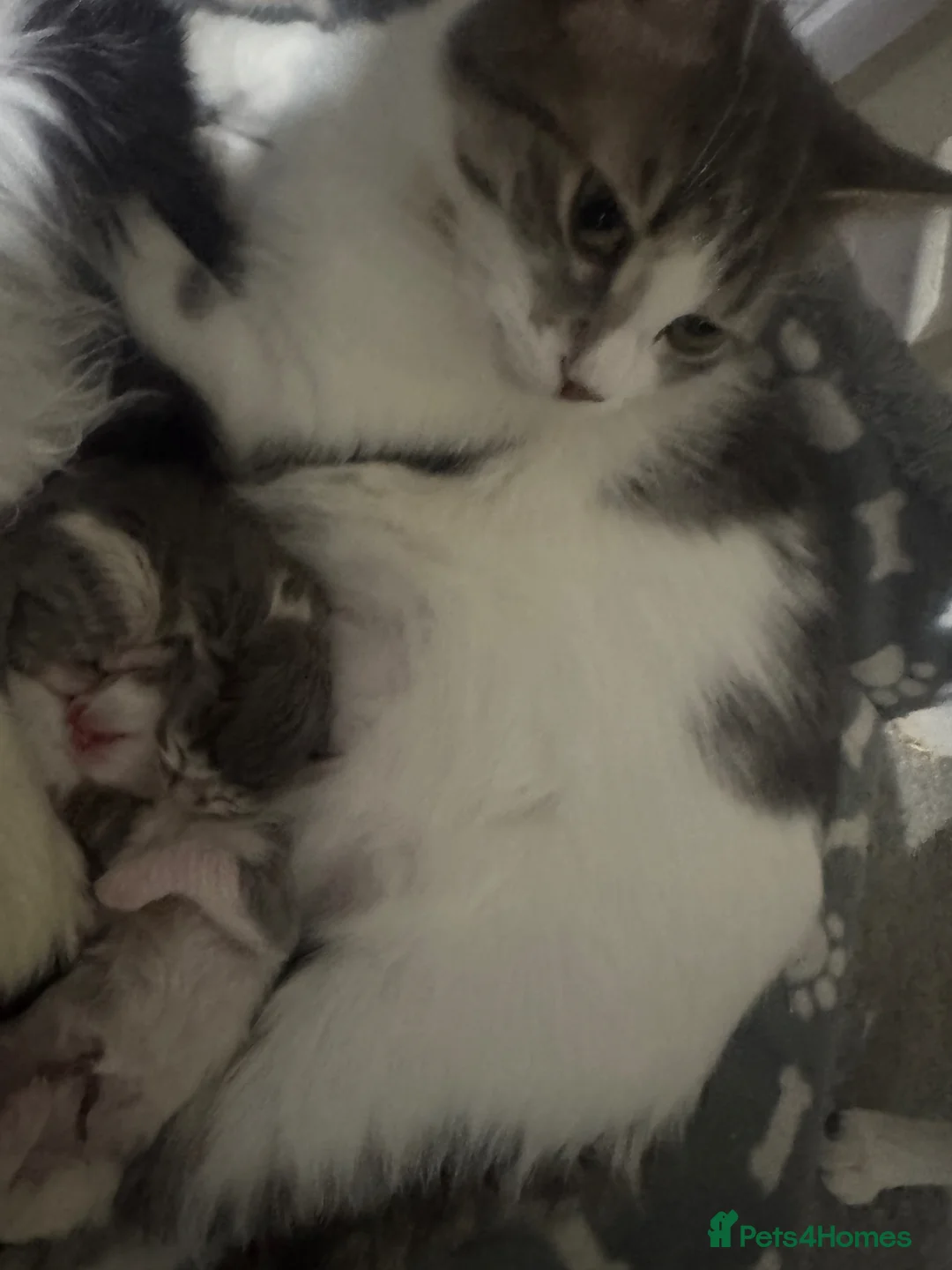 Domestic Shorthair cats for sale: 2 gorgeous kittens  - Advert 6