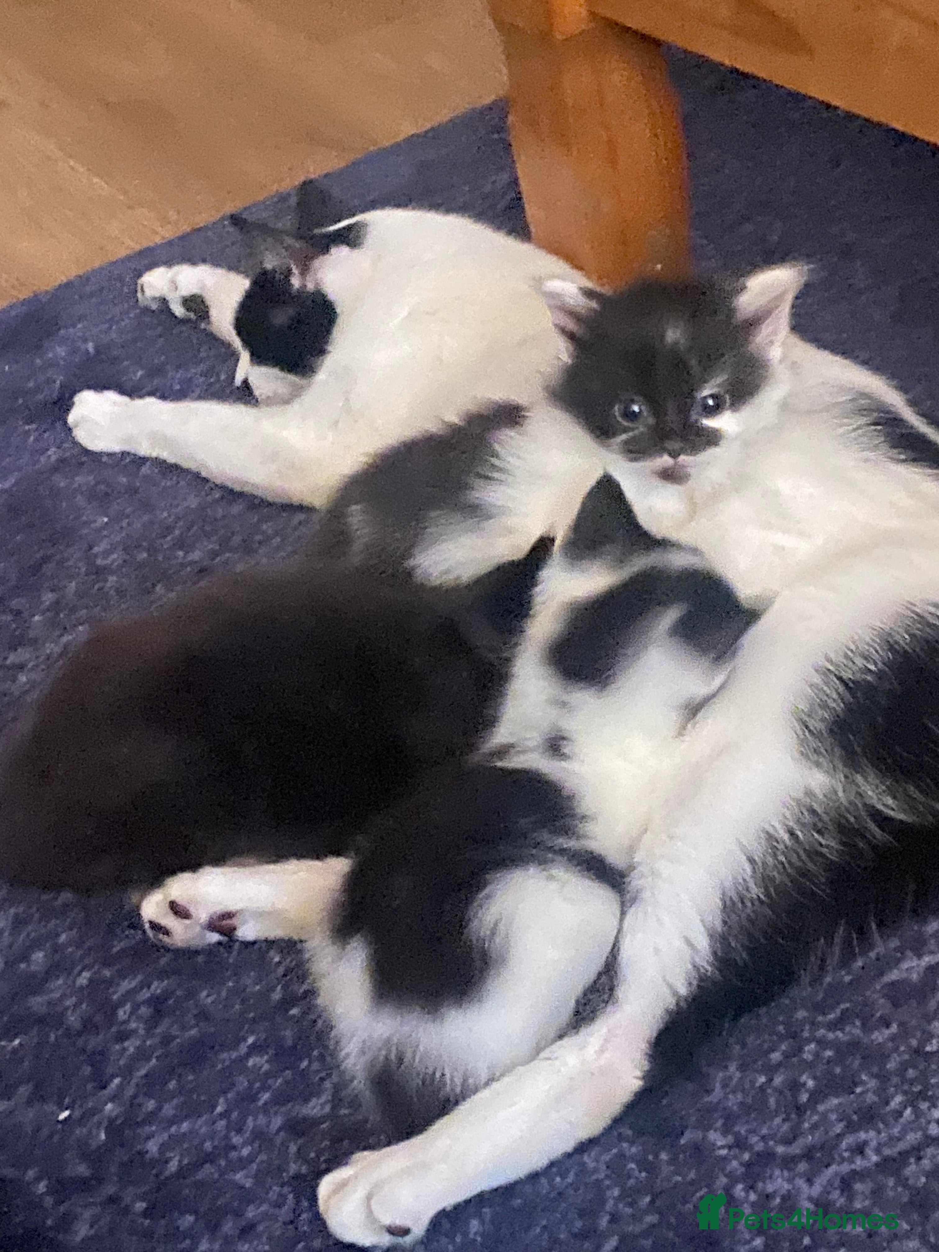 Mixed Breed cats 3 adorable kittens  - Advert 1