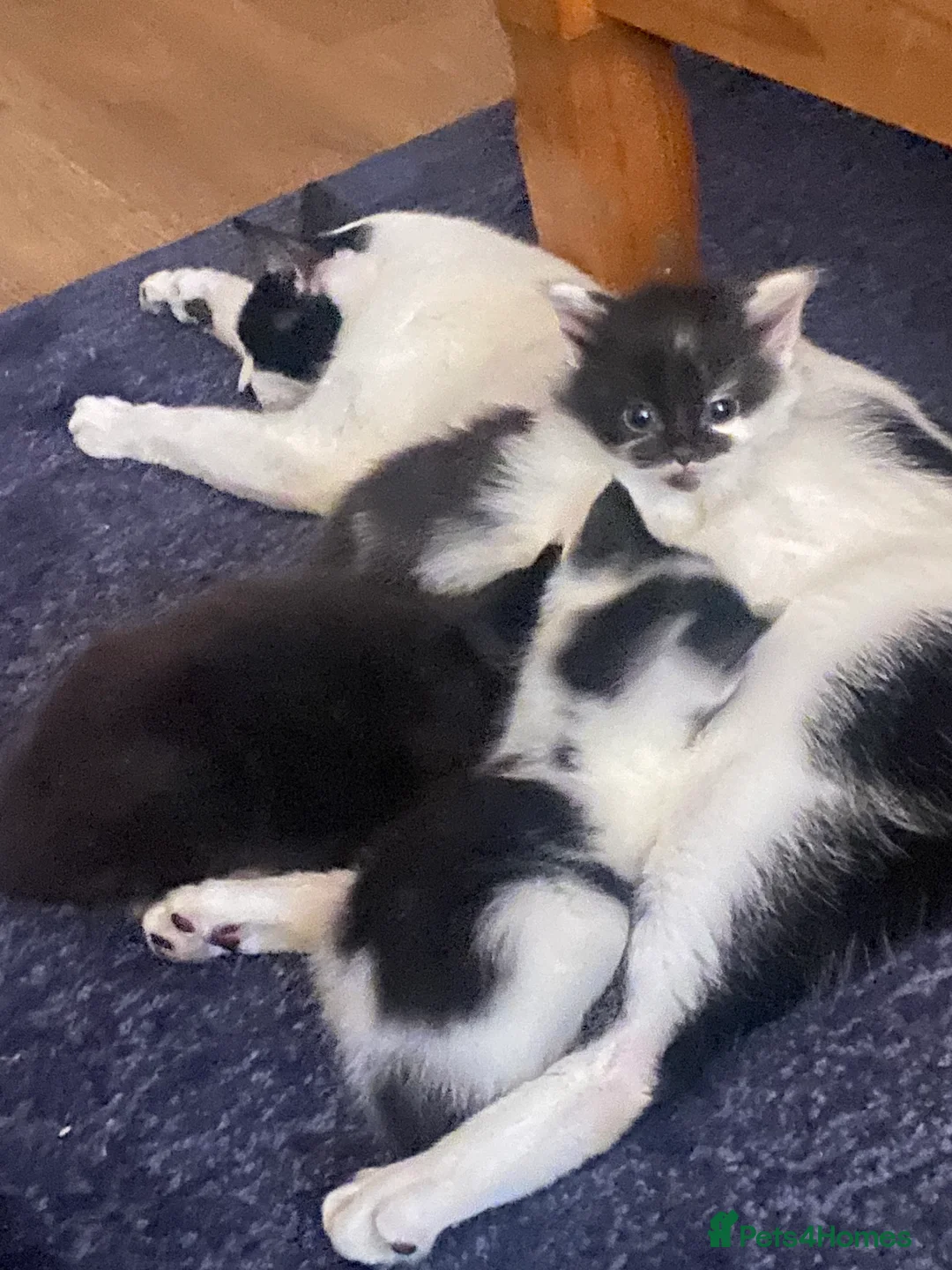 Mixed Breed cats for sale: 3 adorable kittens  - Advert 1