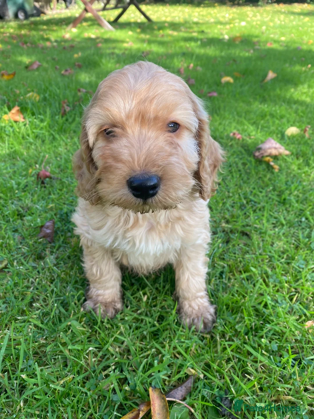 Cockapoo dogs for sale: F1 COCKAPOO BOY,READY NOW. - Advert 2