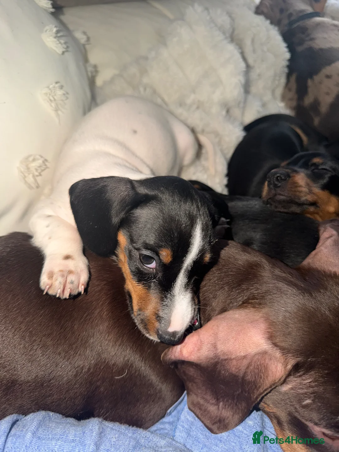 Miniature Dachshund dogs for sale: Miniature dachshund  - Advert 2